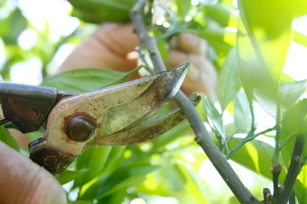 Tree Pruning Services Tree Pruning Services