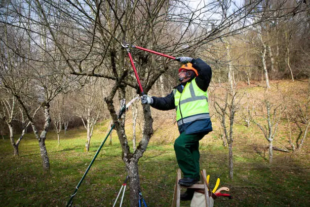 How Tree Pruning Services Contribute To Tree Safety Federal Way WA