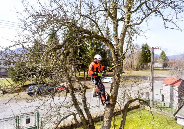 How Tree Pruning Services Contribute To Tree Safety in Federal Way WA