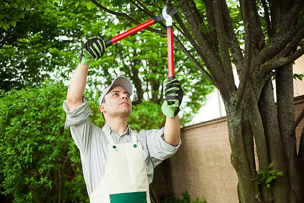 Understanding The Best Time For Tree Pruning Services Federal Way WA
