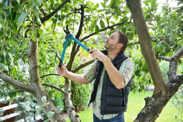 Understanding The Best Time For Tree Pruning Services in Federal Way WA