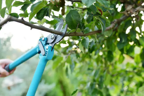 Quality Tree Pruning Services Federal Way WA