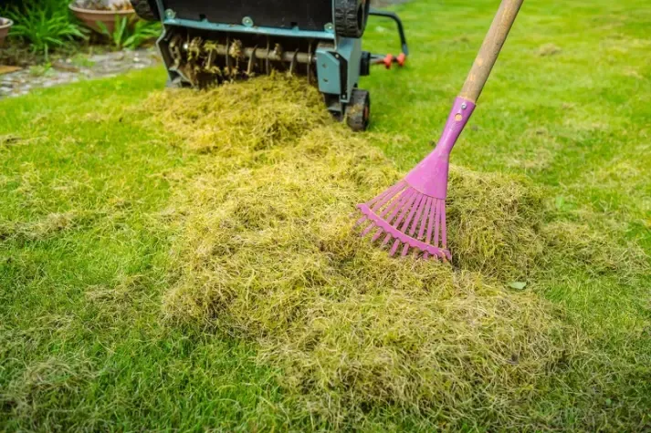 Reputable Yard Cleanup Federal Way WA