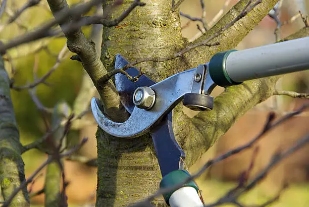 Superior Tree Pruning Services Federal Way WA