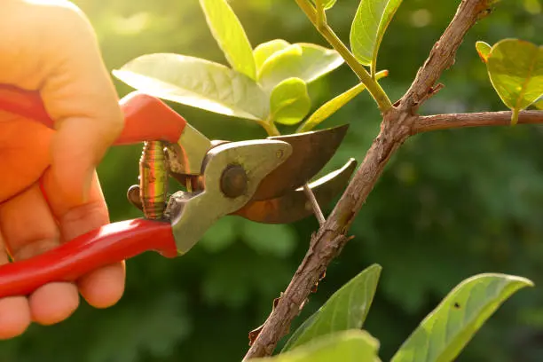 Top-rated Tree Pruning Services Federal Way WA
